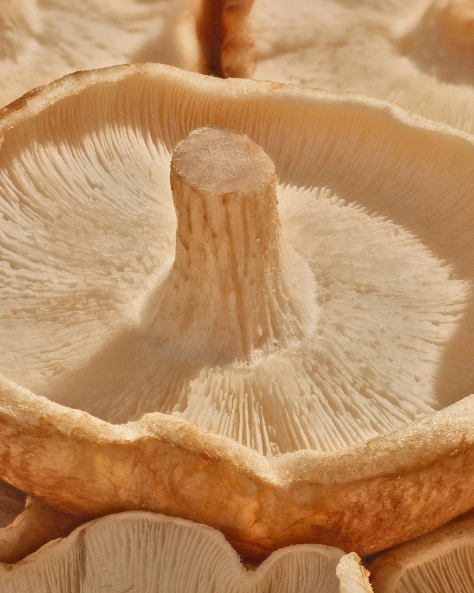 Macro underside of pale mushrooms showing their gills